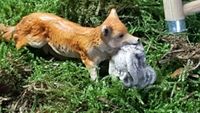 Der Fuchs hat auf dem Hof ein Huhn gestohlen.